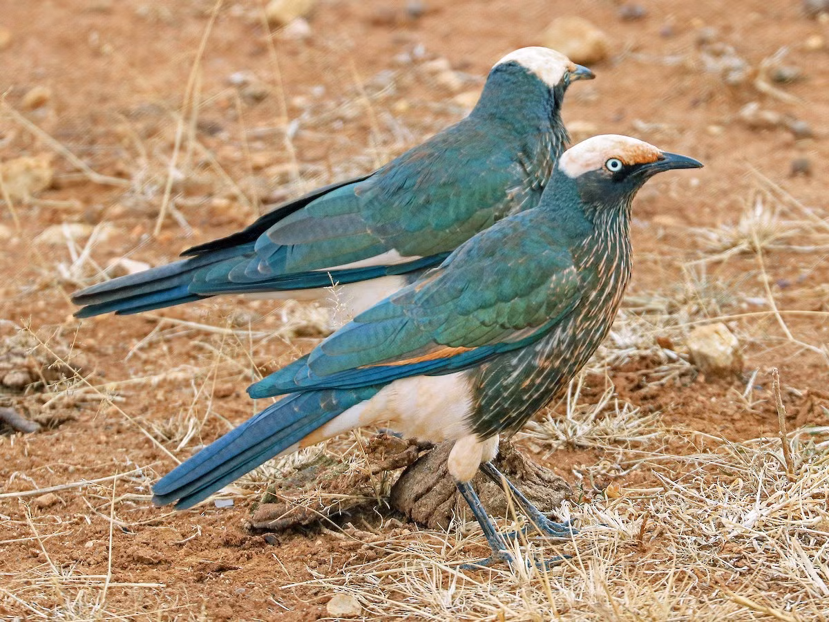Sáo vương miện trắng (Lamprotornis albicapillus) dài 23-27 cm, được ghi nhận ở Djibouti, Ethiopia, Kenya và Somalia. Chúng có bộ lông dễ nhận biết với đỉnh đầu, phần dưới đuôi và hai chân màu trắng nổi bật. Ảnh: eBird.org.