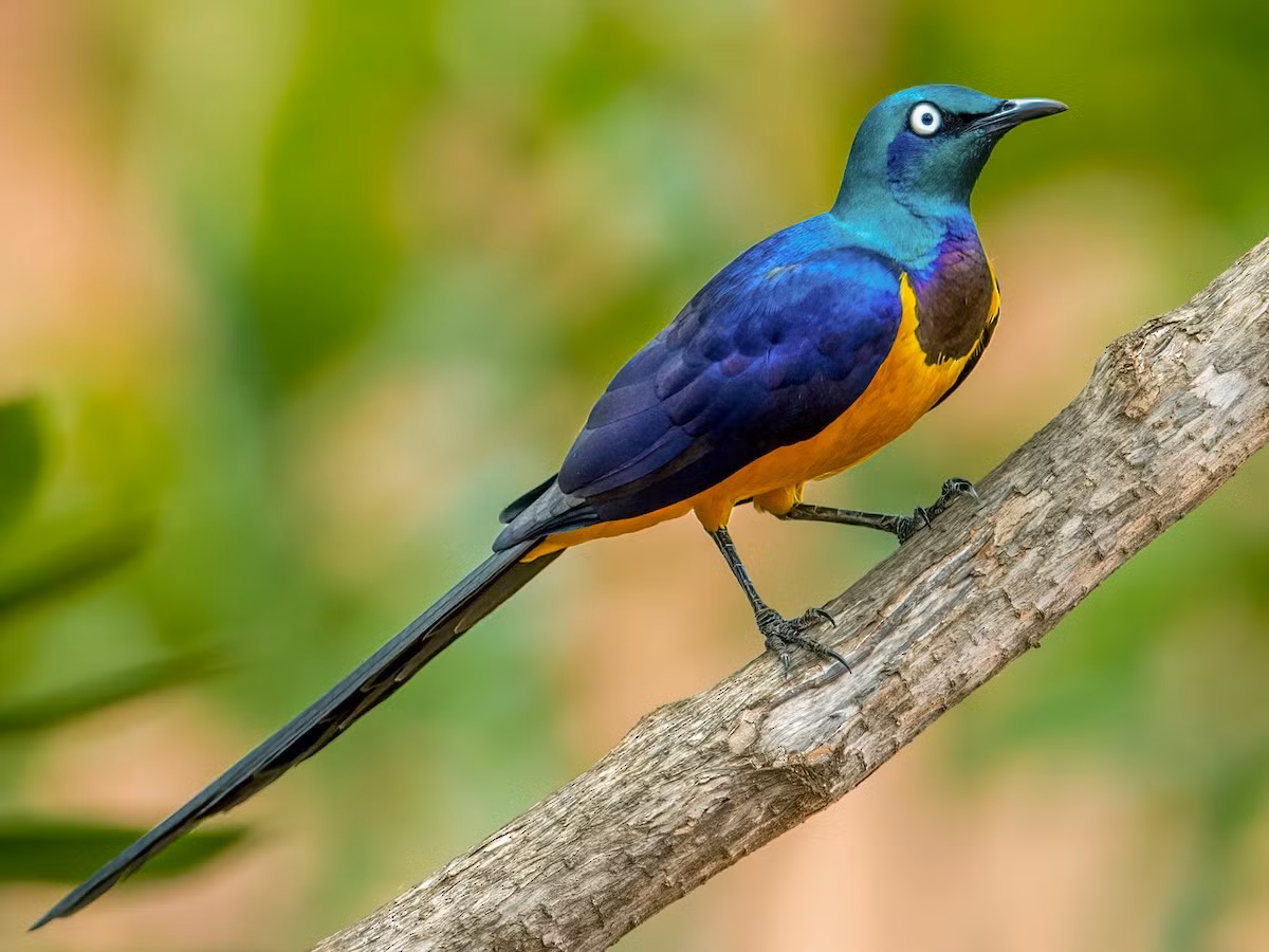 Sáo ngực vàng (Lamprotornis regius) dài 35 cm, phân bố ở Đông Bắc Châu Phi. Loài này được nhận dạng nhờ phần ngực và bụng màu vàng sáng. Có tập tính xã hội, chúng sống thành từng nhóm từ 3 đến 12 cá thể.