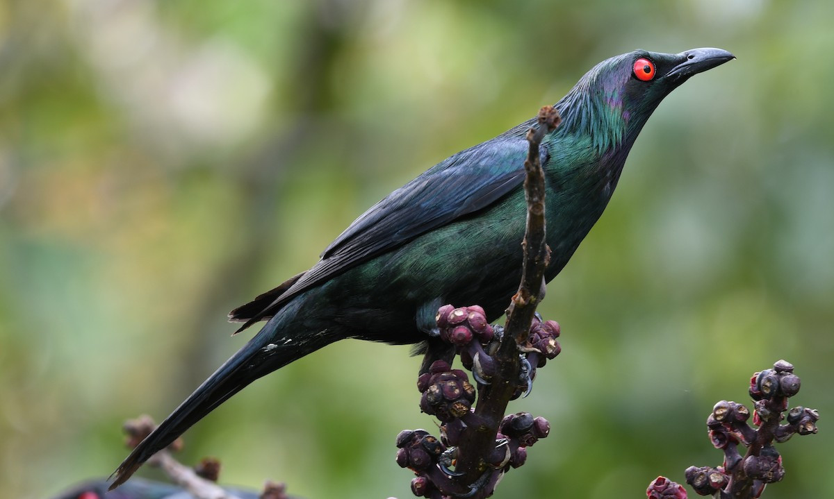 Sáo ánh kim (Aplonis metallica) dài 20-22 cm, là loài chim bản địa ở quần đảo Moluccas, New Guinea, Queensland (Australia) và quần đảo Solomon. Loài này quần tụ thành đàn, xây dựng những tổ hình cầu lơ lửng trên những cành cây cao ở rừng mưa vào mùa sinh sản. Ảnh: eBird.org.