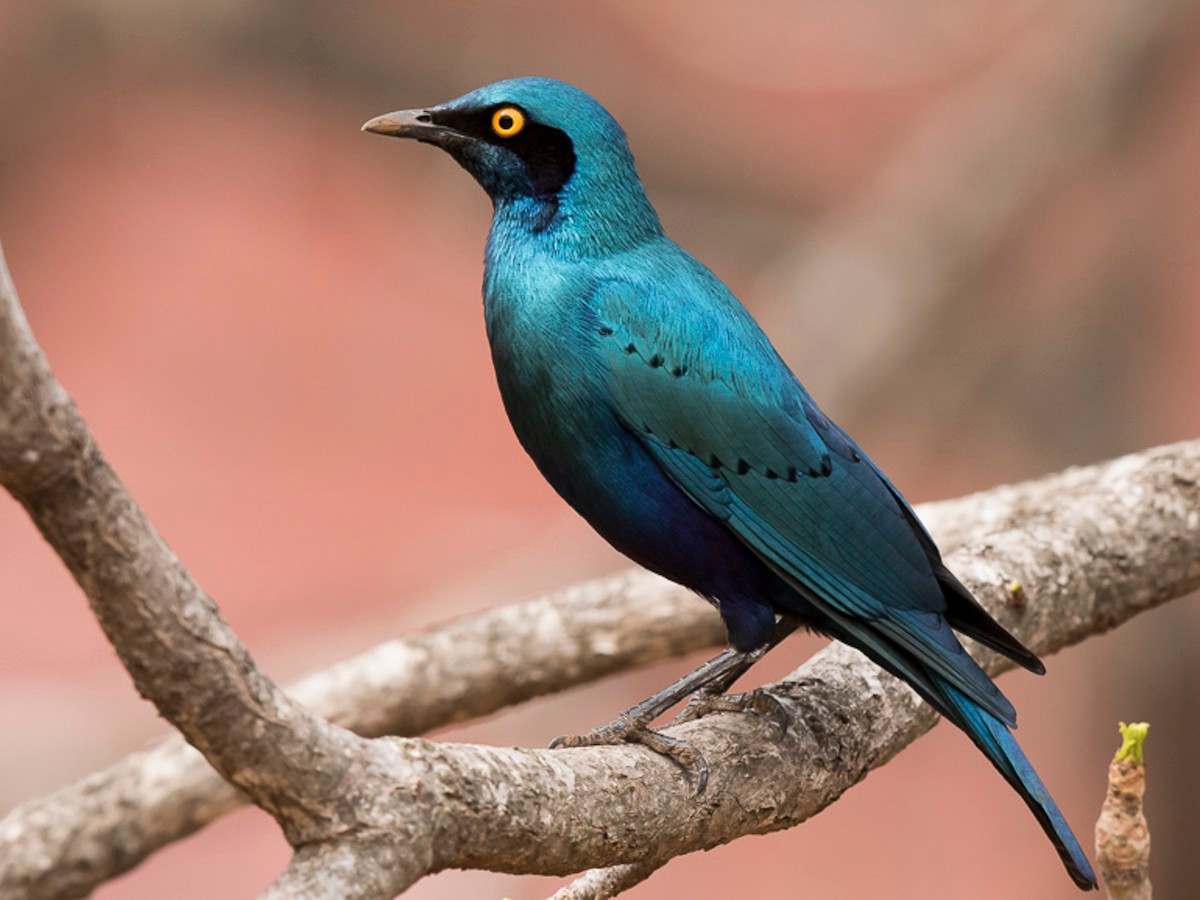 Sáo tai xanh lớn (Lamprotornis chalybaeus) dài 22 cm, phân bố trên một khu vực rộng ở phía Nam sa mạc Sahara. Loài chim này có tính hòa đồng cao, thường tạo thành đàn lớn, chung với các loài chim sáo khác. Chúng có tập tính di cư theo mùa. Ảnh: eBird.org.