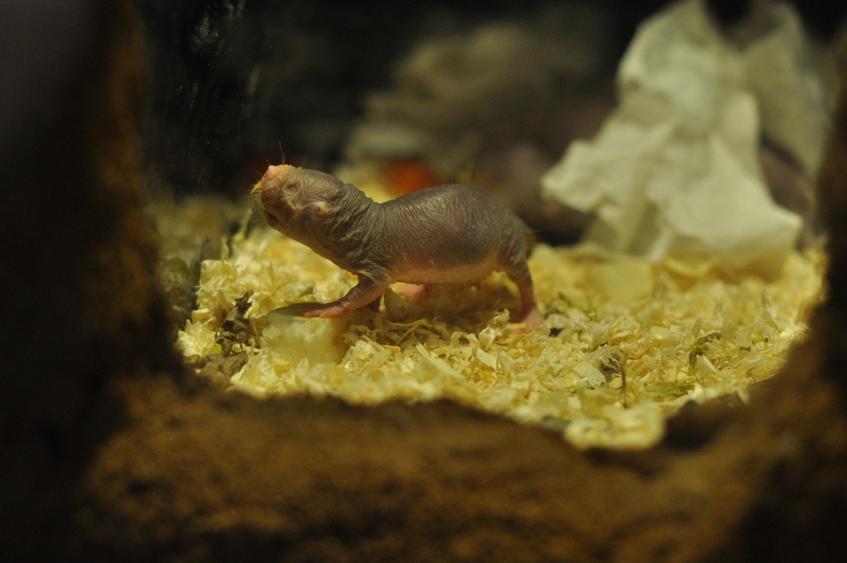 Trong tự nhiên, các quần thể chuột chũi trần vẫn duy trì được số lượng đông đảo ở địa bàn cư trú. Loài vật độc đáo này cũng đã được đưa đến một số vườn thú, trở thành đối tượng thu hút đông đảo du khách đến quan sát, khám phá.