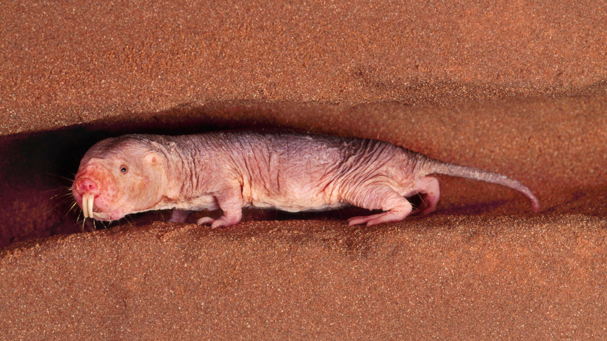 Loài chuột chũi này thích nghi tốt với tình trạng oxy hạn chế trong các đường hầm. Chúng có thể sống được ít nhất 5 giờ trong điều kiện không khí chỉ chứa 5% oxy. Trong bầu không khí không có oxy, chúng tồn tại được 18 phút mà không bị tổn thương gì.