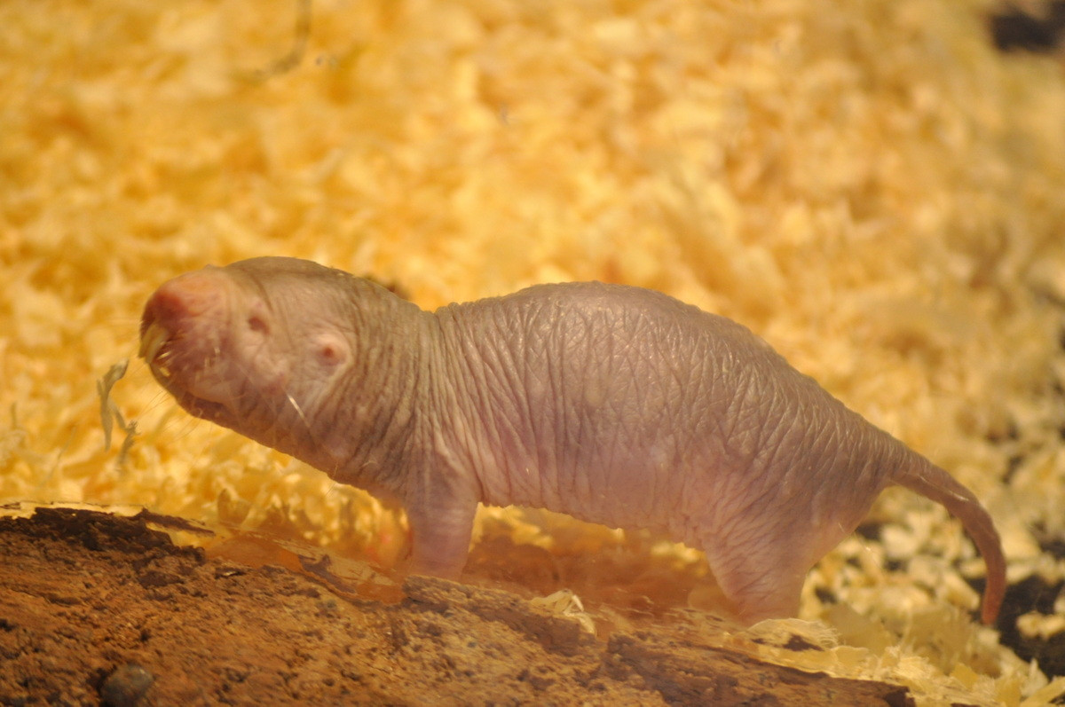 Da của chuột chũi trần không có chất dẫn truyền thần kinh trong các sợi cảm giác. Điều này khiến chúng không cảm thấy đau đớn khi tiếp xúc với axit hoặc ớt, và không bị các triệu chứng ngứa như các loài gặm nhấm khác.