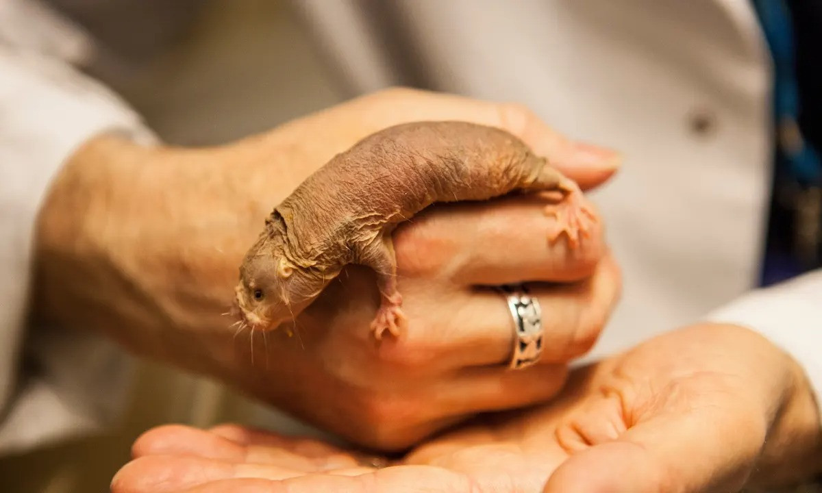 Do những đặc điểm sinh học “siêu việt”, hiện nay chuột chũi trần là đối tượng nghiên cứu trong nhiều phòng thí nghiệm trên khắp thế giới. Các nhà khoa học hi vọng, loài vật này sẽ là chìa khóa để con người nâng cao tuổi thọ và khống chế được các căn bệnh ung thư.