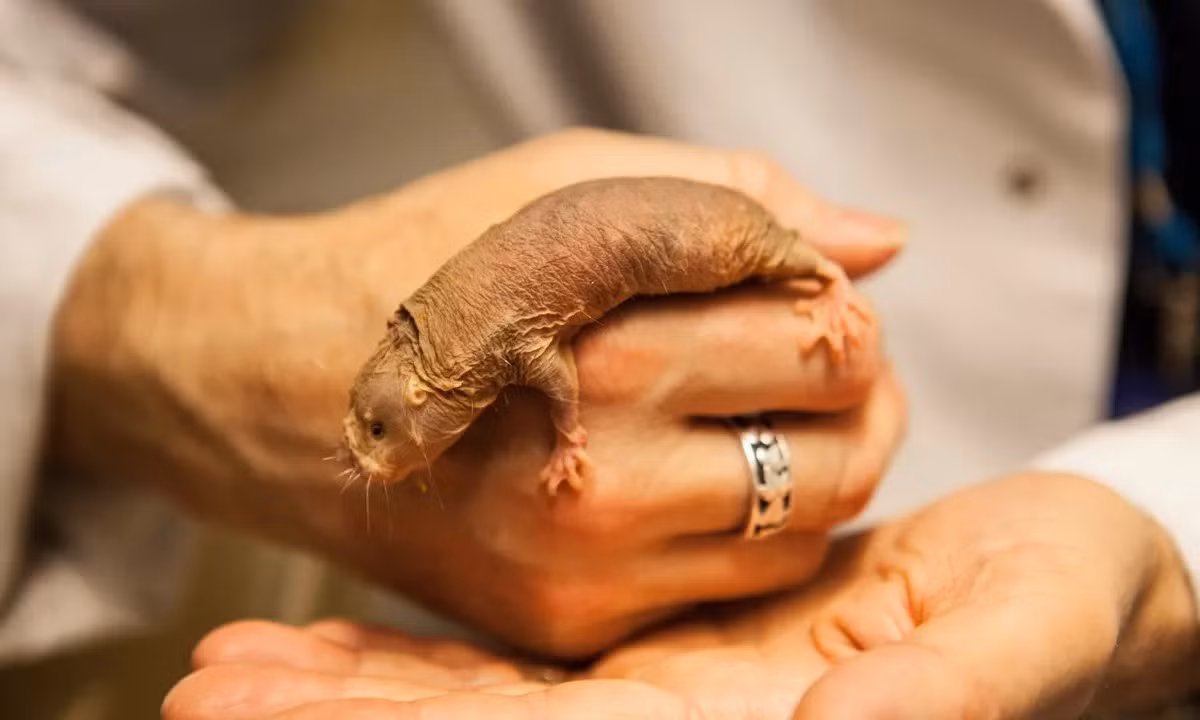 Do những đặc điểm sinh học “siêu việt”, hiện nay chuột chũi trần là đối tượng nghiên cứu trong nhiều phòng thí nghiệm trên khắp thế giới. Các nhà khoa học hi vọng, loài vật này sẽ là chìa khóa để con người nâng cao tuổi thọ và khống chế được các căn bệnh ung thư.