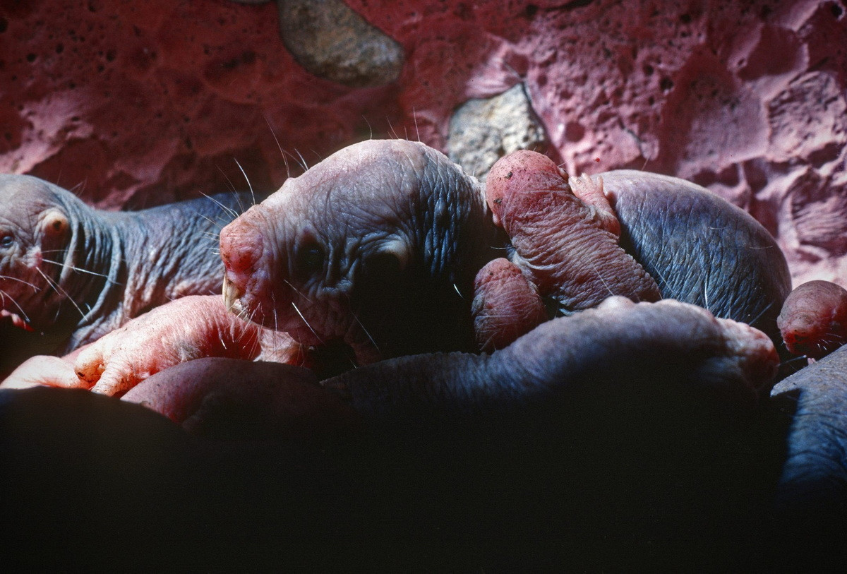 Chuột chúa sẽ chăm sóc chuột sơ sinh trong tháng đầu tiên. Sau đó các thành viên khác trong đàn cho chuột con ăn thức ăn - loại phân mềm giàu dinh dưỡng chúng bài tiết ra - cho đến khi chuột đủ lớn để ăn thức ăn rắn.