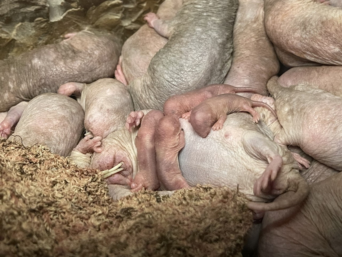 Lối sống của chúng giống các loài côn trùng như ong, mối. Đầu đàn là một chuột chúa, là chuột cái duy nhất thực hiện chức năng sinh sản với cộng sự là một vài chuột đực. Những con chuột khác trong đàn vô sinh, có nhiệm vụ kiếm ăn, đảo hẩm, bảo vệ tổ, chăm sóc chuột con...