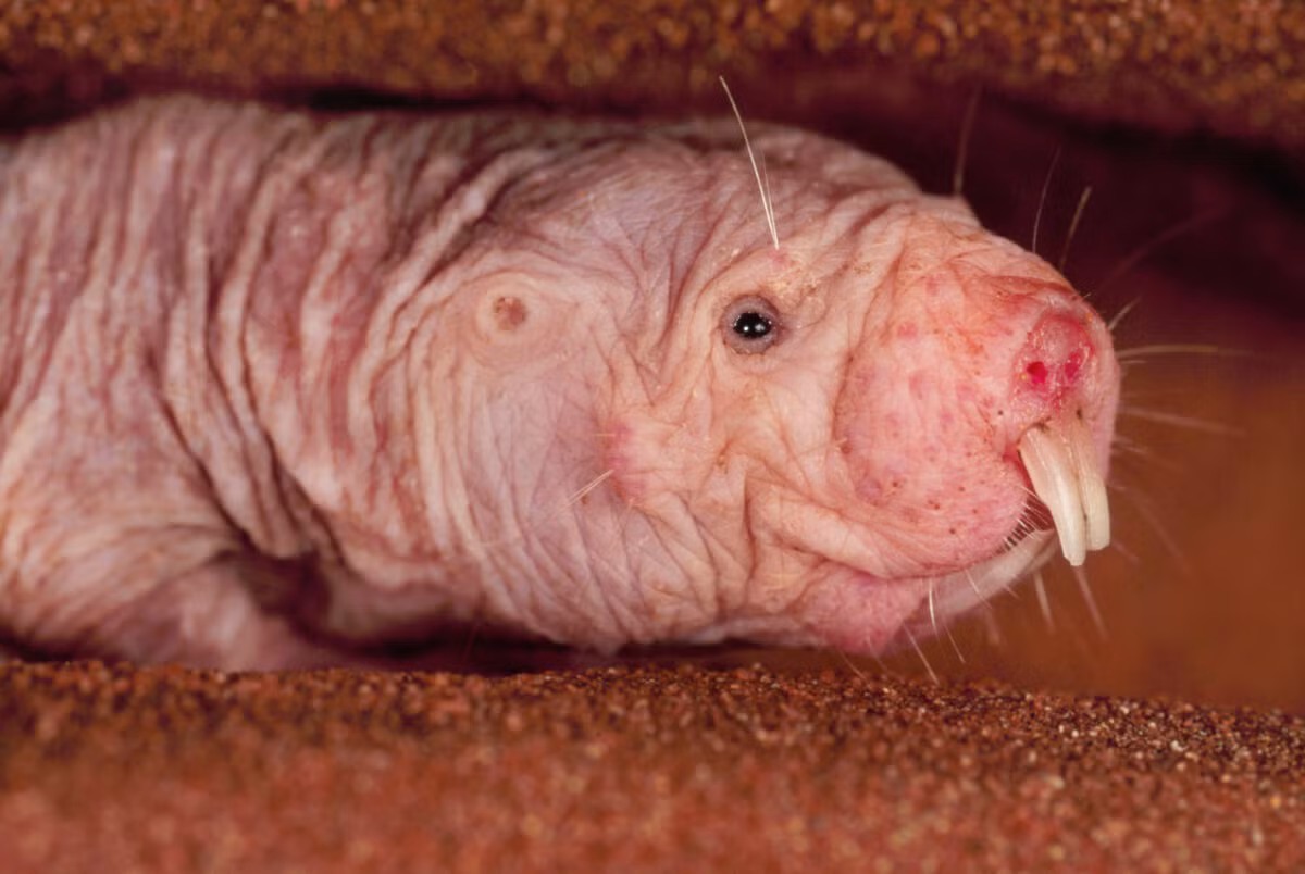 Do dành phần lớn cuộc sống trong hang dưới lòng đất, đôi mắt của chuột chũi trần đã bị thoái hóa, kích thước rất nhỏ và gần như mù. Bù lại, chúng có xúc giác rất nhạy cảm.