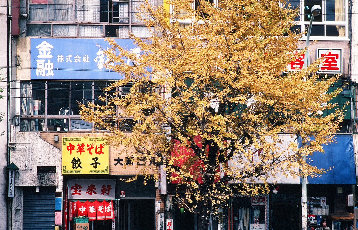Sắc lá vàng của cây bạch quả ở một góc phố Tokyo.