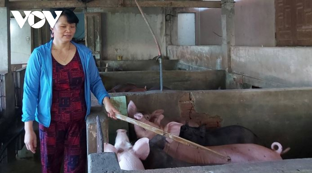 Nong dan Quang Nam lam giau tu trong cay an qua-Hinh-2