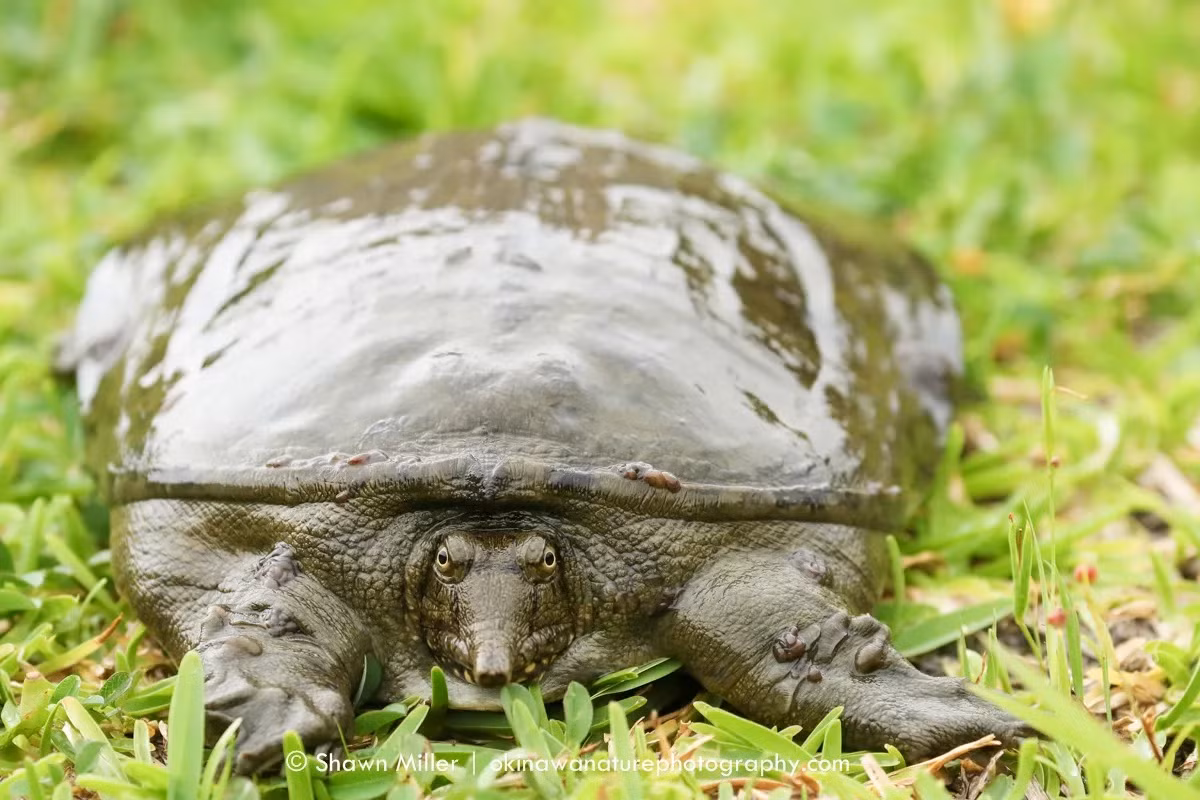 Là một loài rùa mai mềm đặc hữu của Trung Quốc, ba ba trơn hay ba ba hoa (Pelodiscus sinensis) là loài rùa được nuôi phổ biến nhất thế giới ngày nay.