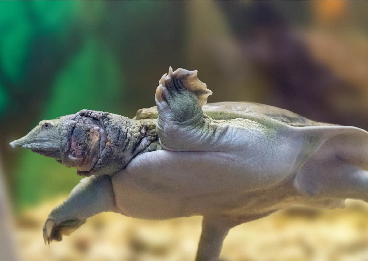 Chúng đạt đến độ tuổi thành thục sinh dục vào khoảng từ 4 đến 6 tuổi. Con cái đẻ 8–30 trứng trong một ổ và có thể đẻ từ 2 đến 5 ổ mỗi năm. Thời gian ấp khoảng 60 ngày. Giới tính ba ba sơ sinh không phụ thuộc vào nhiệt độ.