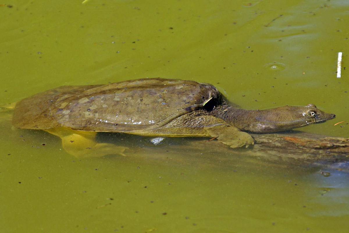 Dài 27-33 cm, những con rùa này thuộc một nhóm rùa có vỏ da mềm bao phú phần thân, đặc biệt là ở hai bên. Phần trung tâm của mai có một lớp xương rắn bên dưới. Chiếc mai dẹp, nhẹ và linh hoạt cho phép chúng di chuyển và ẩn nấp dễ dàng dưới đáy sông, hồ đầy bùn.