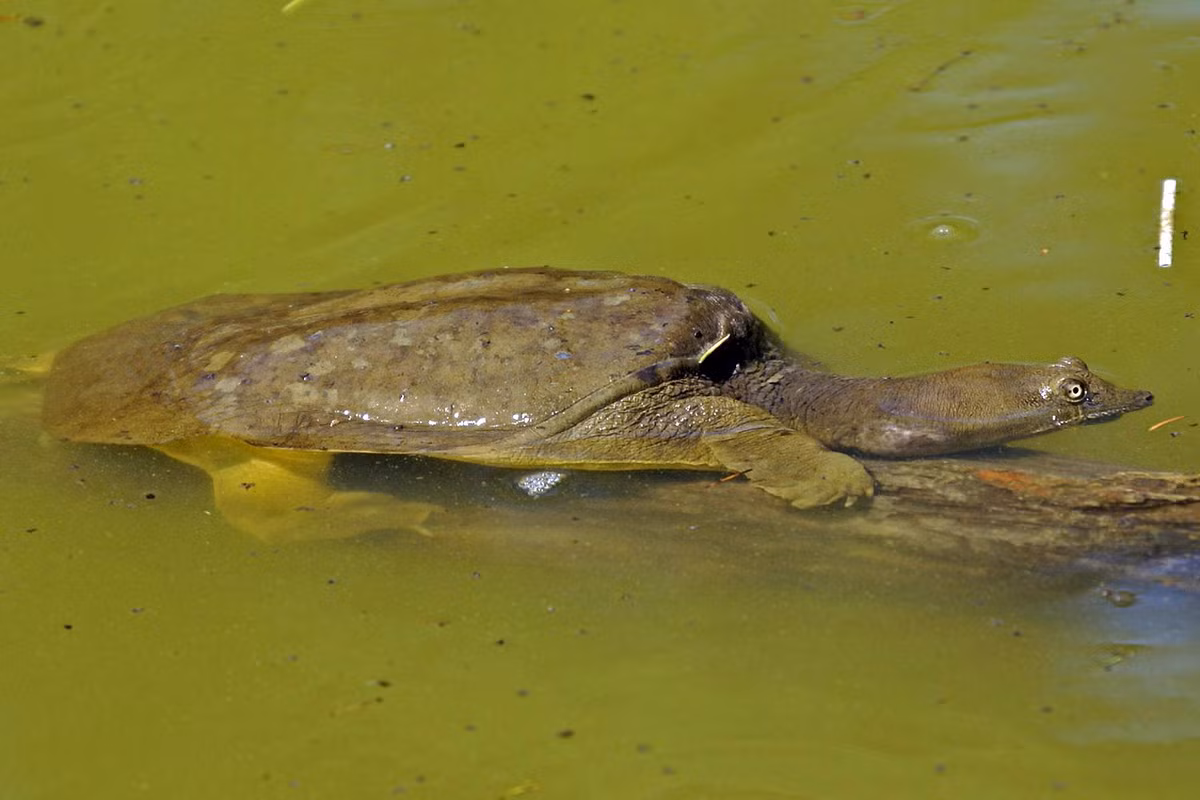 Dài 27-33 cm, những con rùa này thuộc một nhóm rùa có vỏ da mềm bao phú phần thân, đặc biệt là ở hai bên. Phần trung tâm của mai có một lớp xương rắn bên dưới. Chiếc mai dẹp, nhẹ và linh hoạt cho phép chúng di chuyển và ẩn nấp dễ dàng dưới đáy sông, hồ đầy bùn.