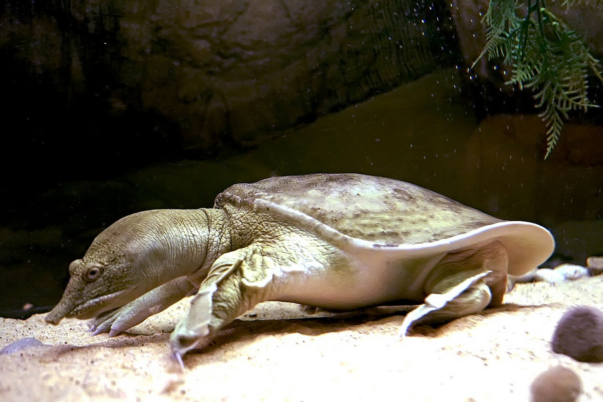 Là loài săn mồi, ba ba trơn ăn cá, động vật giáp xác, động vật thân mềm, côn trùng... mà chúng tìm thấy ở dưới nước. Chúng cũng ăn xác động vật chết và đôi khi là hạt của các loại cây trong khu vực phân bố.