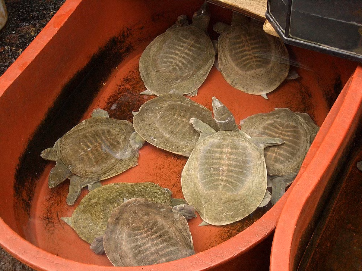 Hàng trăm triệu con ba ba trơn đang được nuôi ở nhiều quốc gia trên thế giới để làm thực phẩm, đặc biệt là ở Trung Quốc. Đây cũng là loài ba ba được nuôi nhiều nhất ở Việt Nam. Chúng được coi là loài rùa quan trọng nhất về mặt kinh tế trên thế giới.