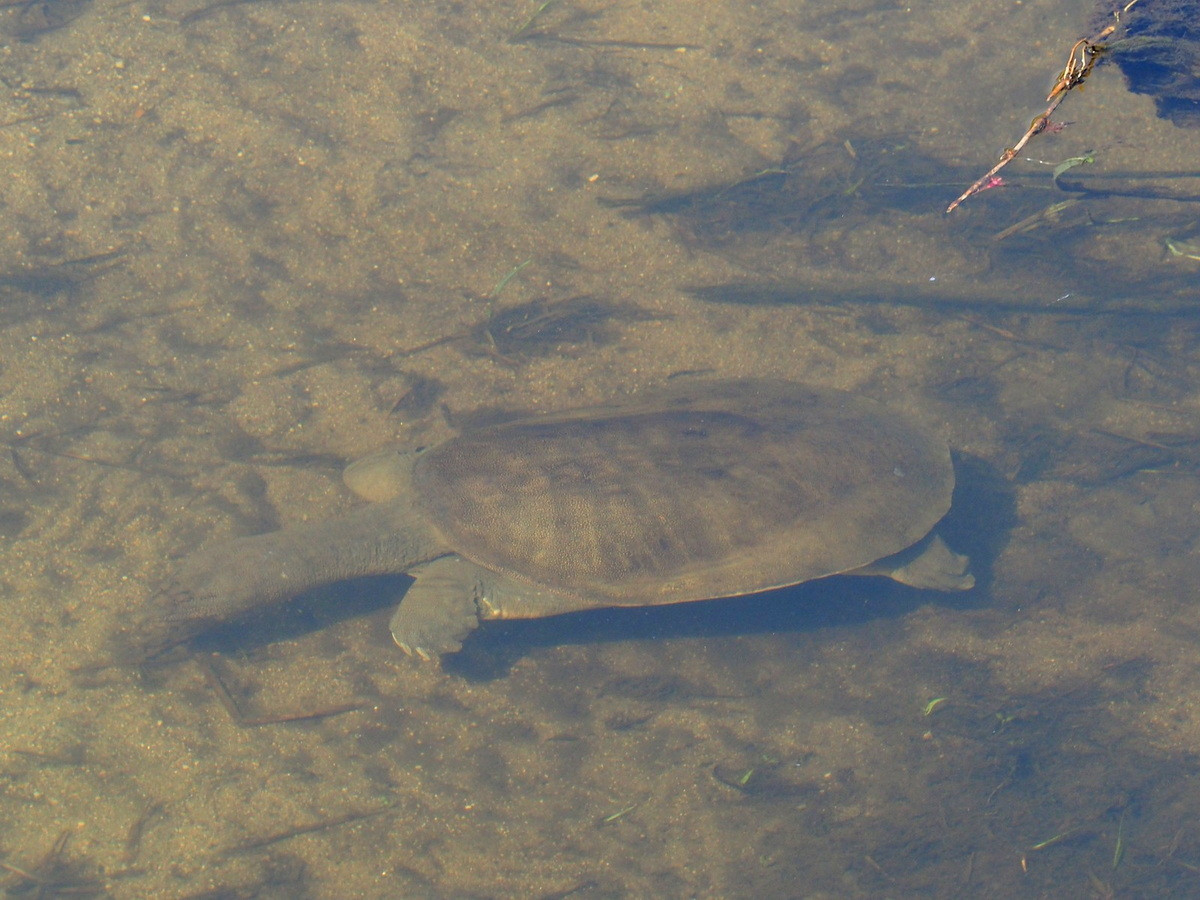 Trong môi trường tự nhiên ở Trung Quốc, những con rùa này được tìm thấy ở sông, hồ, ao, kênh và lạch có dòng chảy chậm. Nhưng ở những nơi được du nhập, như Hawaii, chúng có thể được tìm thấy trong hệ thống rãnh thoát nước.