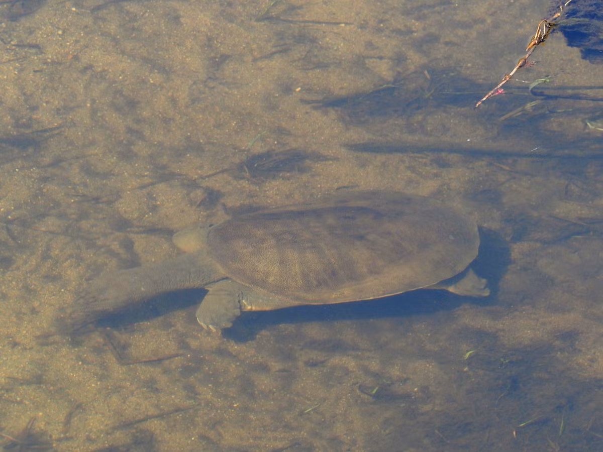 Trong môi trường tự nhiên ở Trung Quốc, những con rùa này được tìm thấy ở sông, hồ, ao, kênh và lạch có dòng chảy chậm. Nhưng ở những nơi được du nhập, như Hawaii, chúng có thể được tìm thấy trong hệ thống rãnh thoát nước.