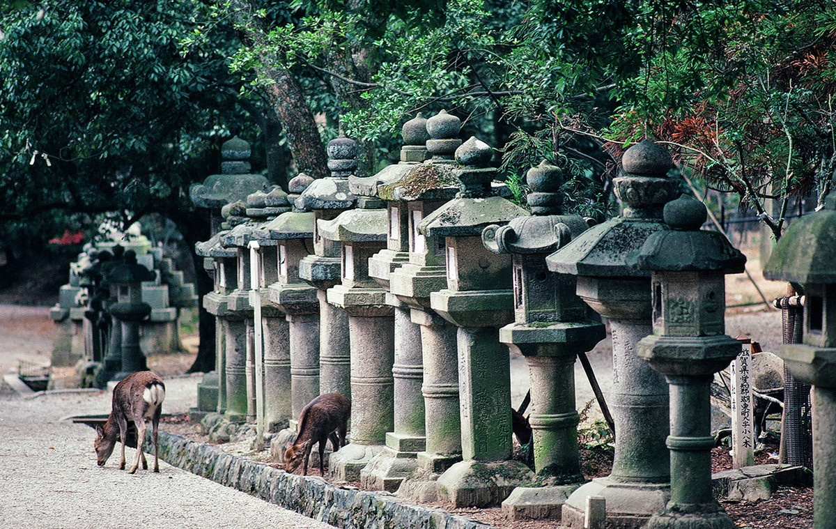 Những cây đèn đá cổ trong khuôn viên đền Kasuga Taisha. Hàng nghìn chiếc đèn đã được dâng lên đền từ cuối thời Heian để cầu hạnh phúc, sức khỏe, tài lộc hoặc bình an khi ra trận.