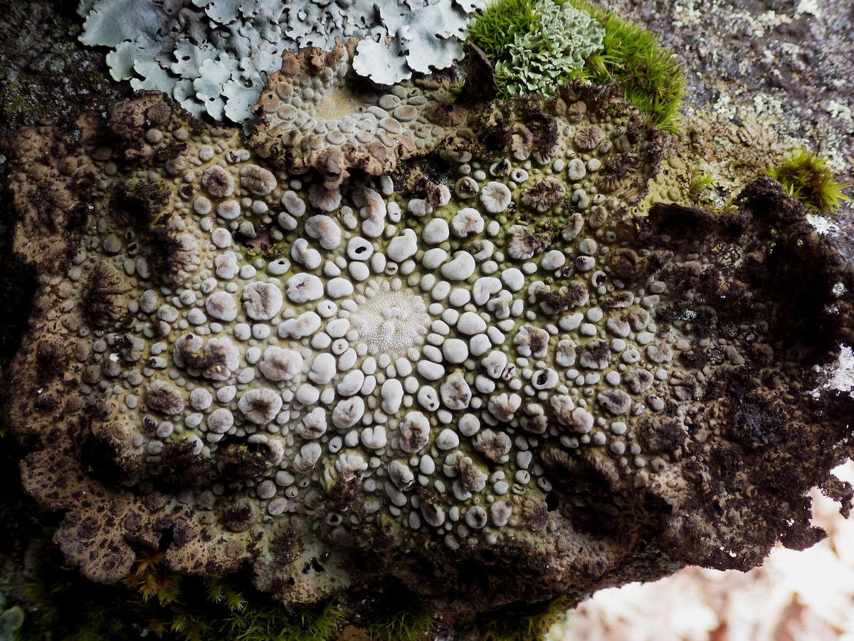 Địa y đá da bò (Lasallia pustulata) dài 5-20 cm, hình thành những tập đoàn trên đá giàu dinh dưỡng ở ở khu vực ven biển hoặcvùng núi của lục địa Á - Âu và Bắc Mỹ. Mặt trên loài địa y này màu nâu xám, có nhiều nốt mụn hình oval.