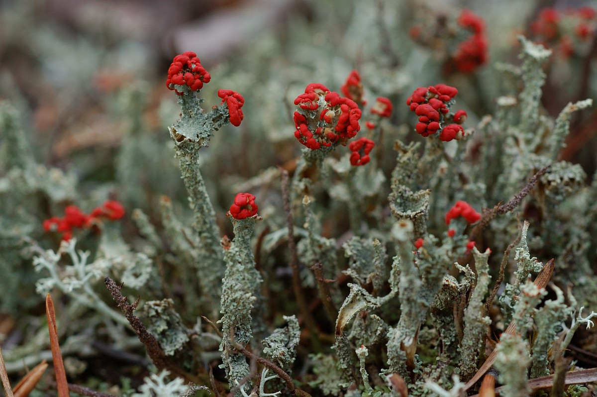 Địa y que diêm (Cladonia floerkeana) dài 1-5 cm, phổ biến trên đất than bùn ở lục địa Á - Âu và Bắc Mỹ. Chúng có dạng vỏ tạo nên từ nhiều vảy xám xanh, từ đó mọc lên những cuống có thể quả mở màu đỏ tươi ở ngọn.