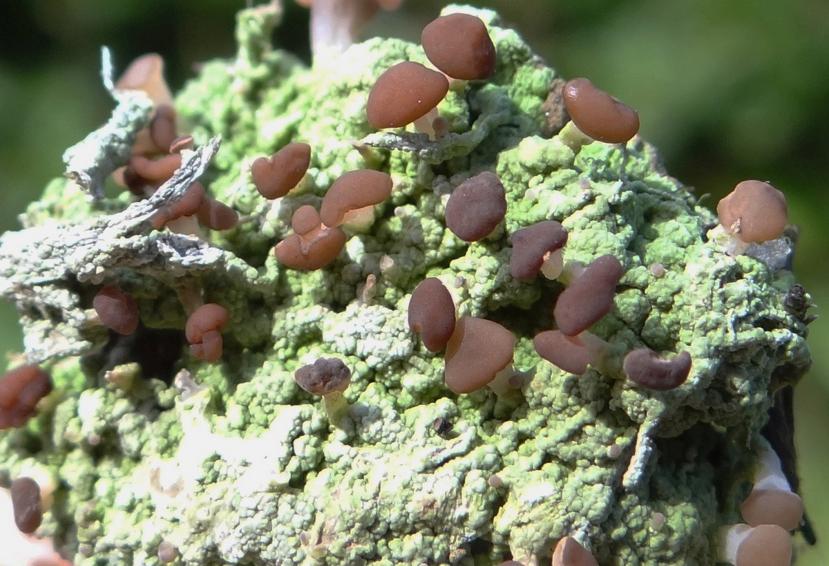 Địa y Baeomyces rufus dài 3-13 cm, phân bố ở lục địa Á - Âu và Bắc Mỹ. Chúng tạo thành vỏ màu xanh xám trên đất pha cát và đá, có những thể quả hình bóng màu nâu trên những cuống cao vài mm.