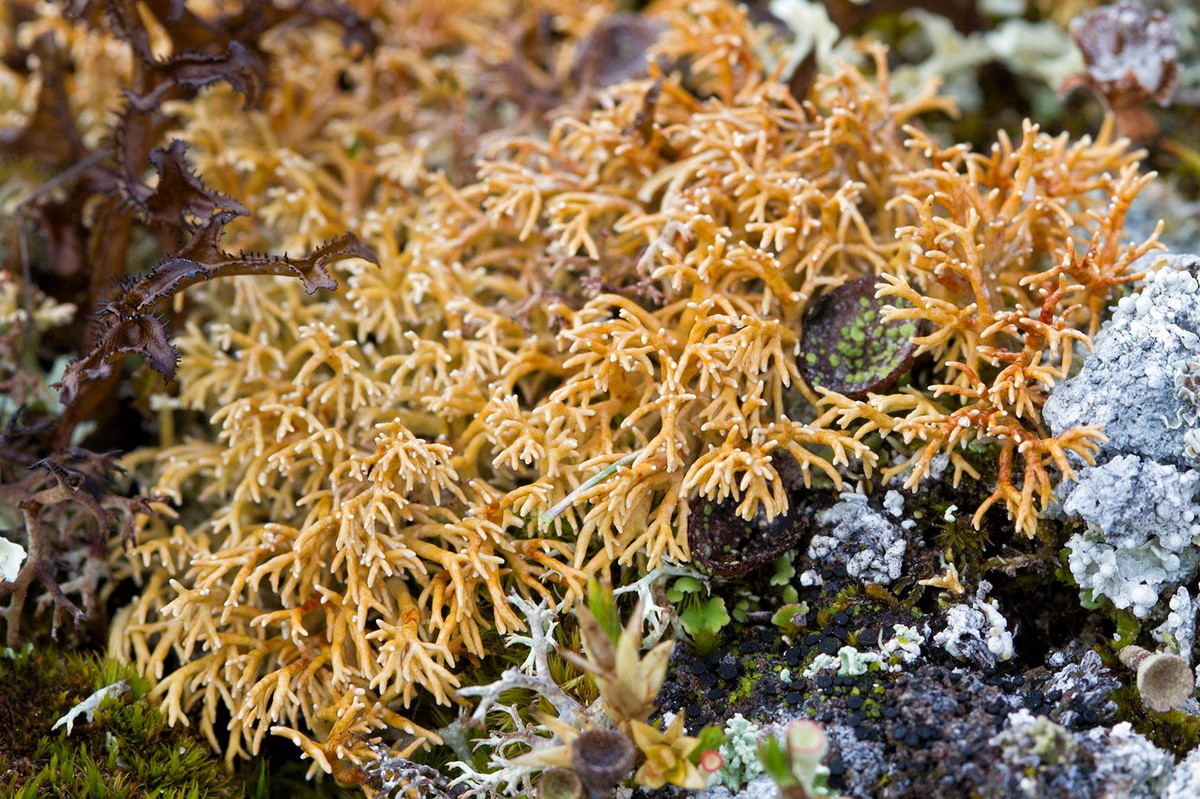 Địa y san hô (Sphaerophorus globosus) dài 3-10 cm, sống trên đá ở các vùng núi Á - Âu và Bắc Mỹ. Chúng có dạng cành màu nâu hồng kết thành đám dày và có thể quả mở hình cầu.