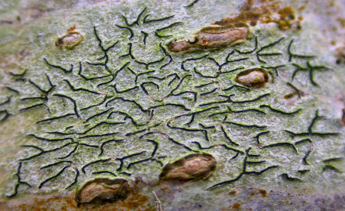 Địa y vỏ vân chữ (Graphis scripta) dài 5-10 cm, thường thấy trên vỏ cây gỗ ở lục địa Á - Âu và Bắc Mỹ. Loài này có dạng vỏ mỏng, màu xanh xám, có những khe nhỏ như ký tự trên bề mặt.