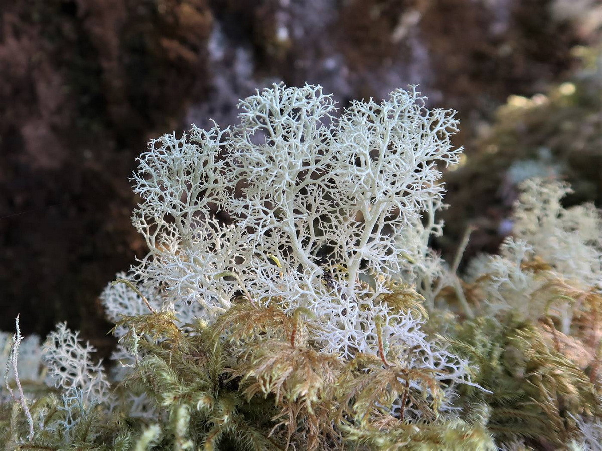 Địa y tuần lộc (Cladonia portentosa) dài 3-10 cm, phổ biến ở các truông và bãi hoang có cây bụi ở phía Bắc của Bắc Mỹ và lục địa Á - Âu. Loài này có các cành rỗng, mảnh, phân nhánh nhiều lần. Chúng và các họ hàng gần là thức ăn của loài tuần lộc.