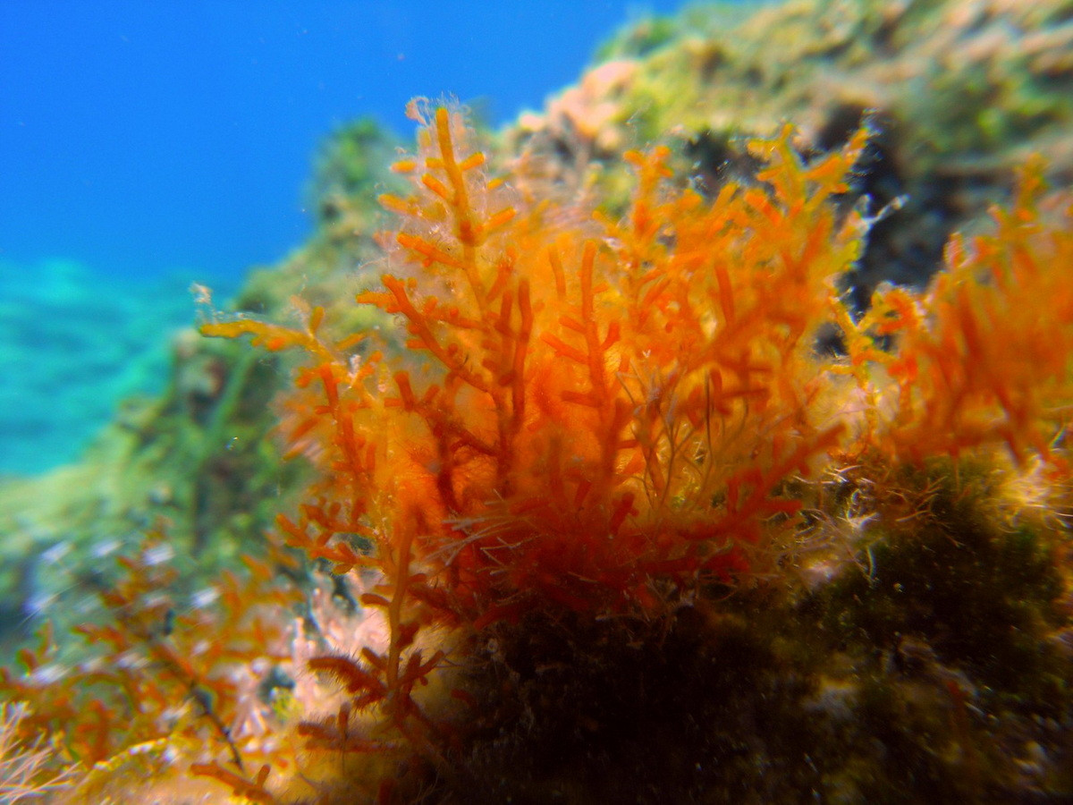 Tảo Laurencia obtusa dài 7-22 cm, phân bố ở các khu vực nhiệt đới. Chúng là nguồn cung cấp tecpen halogen hóa - chất bảo vệ hóa học chống lại lời của ăn cỏ và nhím biển, đồng thời là chất chống thối rữa có nhiều ứng dụng.