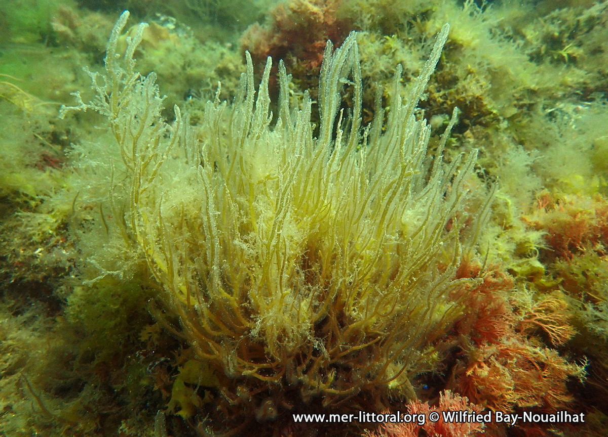 Tảo Gracilaria bursa-pastoris, phân bố từ miền Nam nước Anh đến Thái Bình Dương và khu vực Caribbean. Các loài tảo thuộc chi Gracilaria đều dài, mảnh, một số loài được khai thác làm nguyên liệu chế biến thạch rau câu.