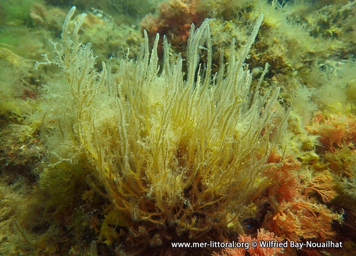 Tảo Gracilaria bursa-pastoris, phân bố từ miền Nam nước Anh đến Thái Bình Dương và khu vực Caribbean. Các loài tảo thuộc chi Gracilaria đều dài, mảnh, một số loài được khai thác làm nguyên liệu chế biến thạch rau câu.