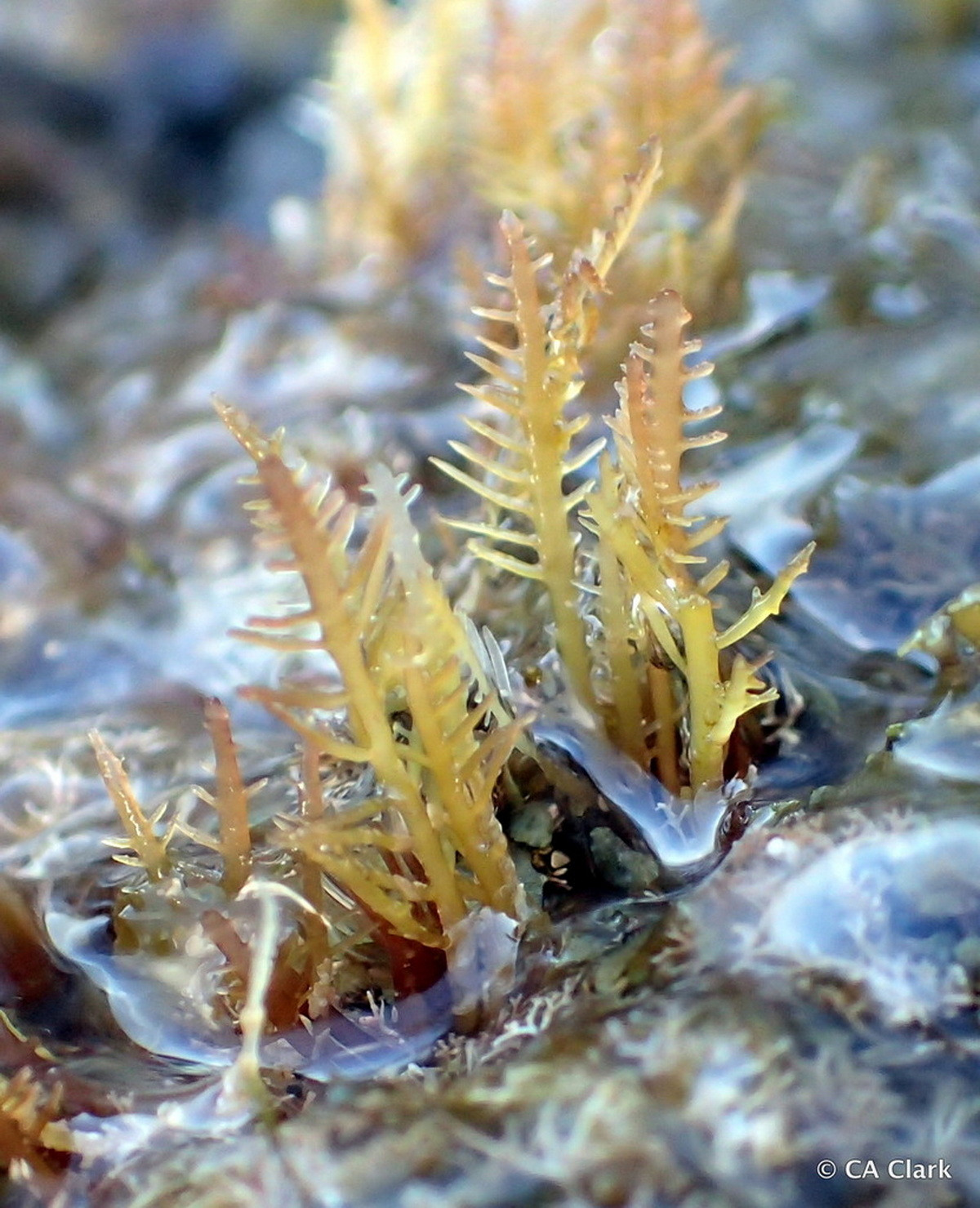 Rong đá cong (Gelidiella acerosa) dài 35 cm, hiện diện nhiều ở vùng biển của Ấn Độ. Loài tảo này là một nguồn cung cấp thạch rau câu quan trọng trong ngành công nghiệp thực phẩm.