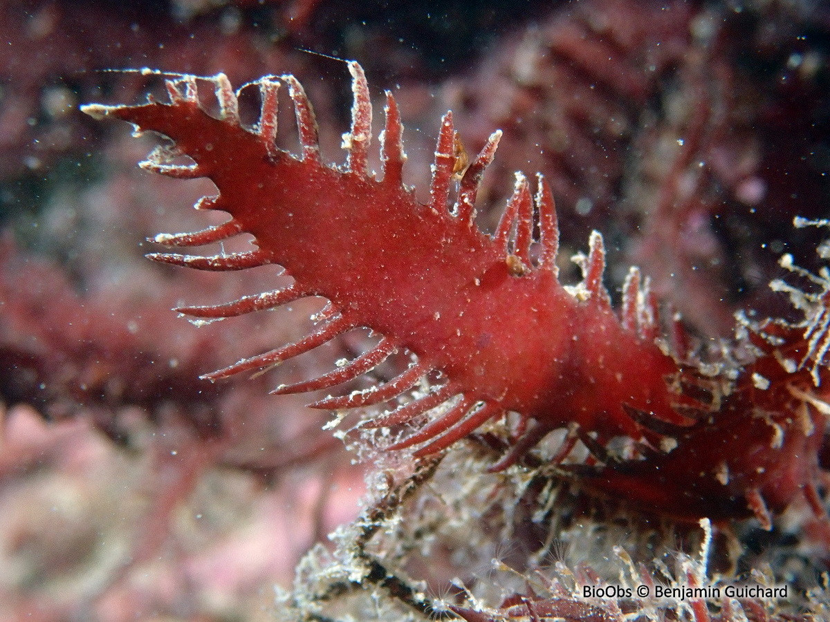 Tảo lông mi (Calliblepharis ciliata) dài 30 cm, phân bố rộng ở Bắc bán cầu. Loài tảo này có những lá lược phẳng dẹt, viền quanh là vô số nhánh nhỏ trông như lông mi.