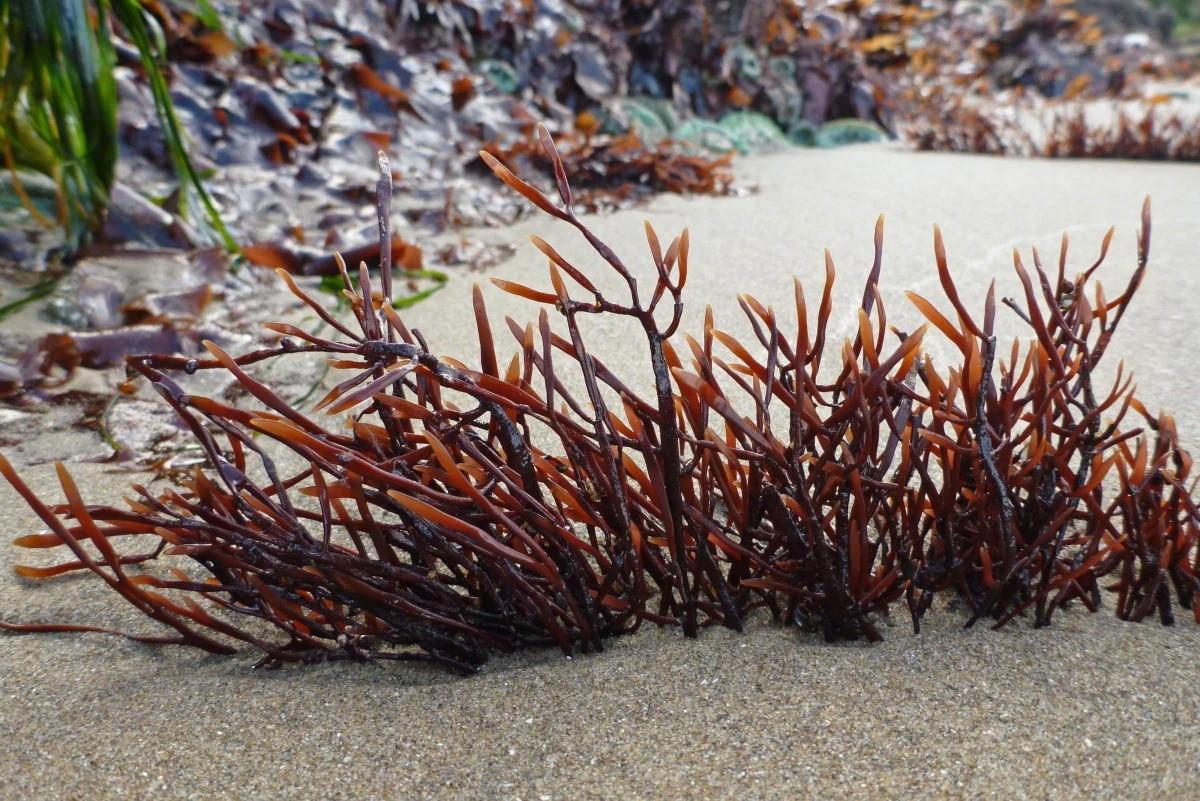 Rong biển Caragin đen (Furcellaria lumbricalis) dài 30 cm, được ghi nhận ở Bắc bán cầu. Chúng có lá lược hình trụ, màu nâu đen phân thành những nhánh mọng.