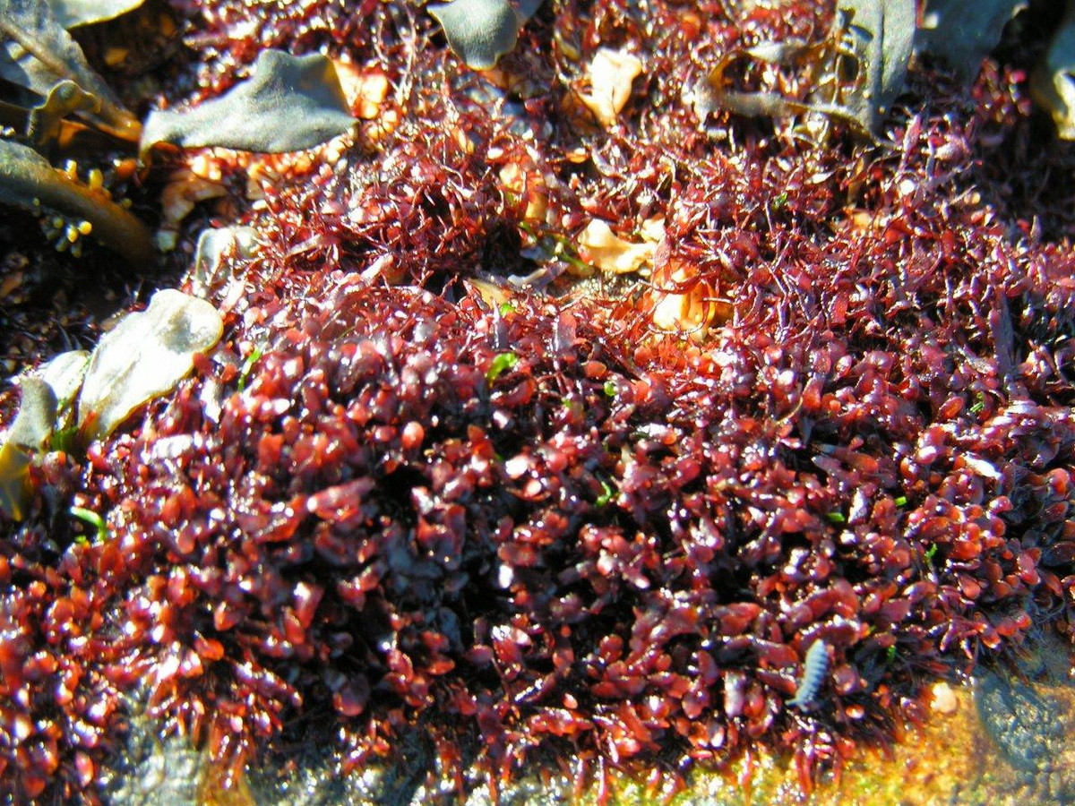 Rong thạch (Gelidium pusillum) dài 2-15 mm, phân bố trên toàn thế giới. Sinh trưởng từ một gốc bò lan kết dính với vỏ sò ốc, loài tảo này mọc thành thảm rộng.