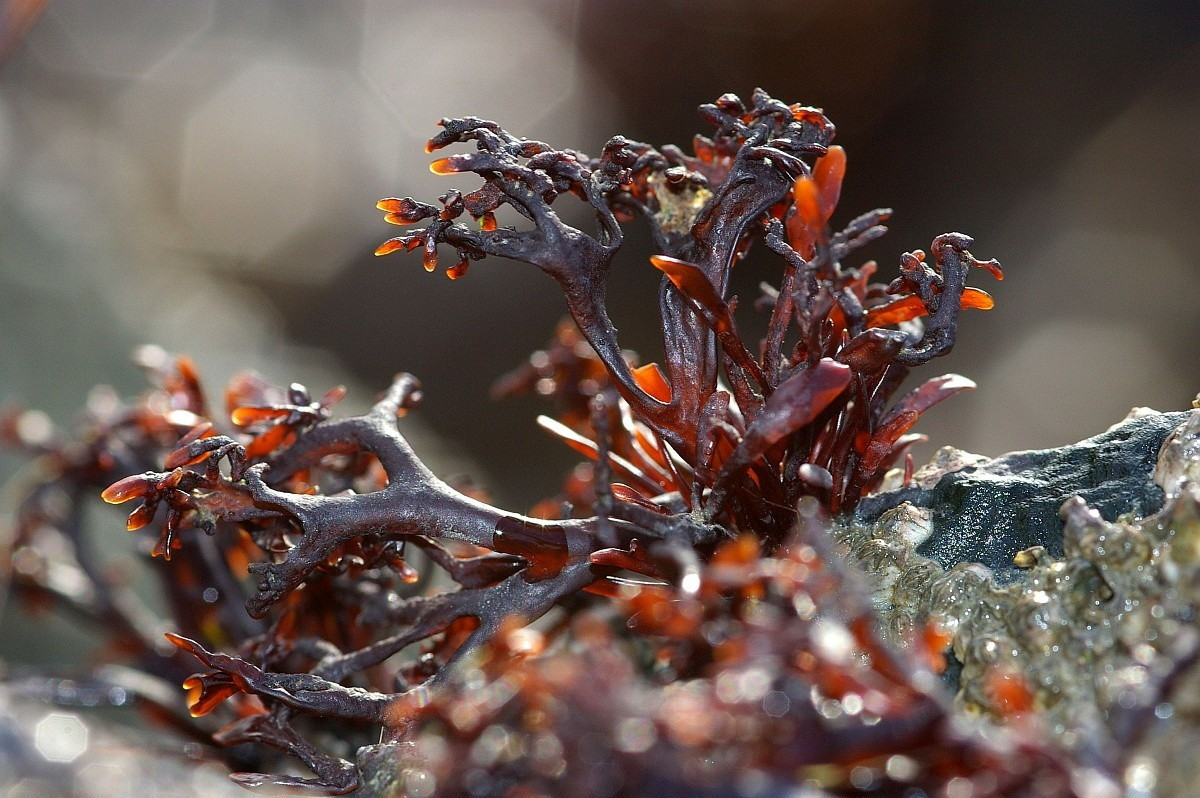 Tảo Mastocarpus stellatus dài 17 cm, phân bố ở Bắc Đại Tây Dương. Loài tảo này có những gai sinh dục thấy được bằng mắt thường, là các thể sinh sản nằm trên lá lược.