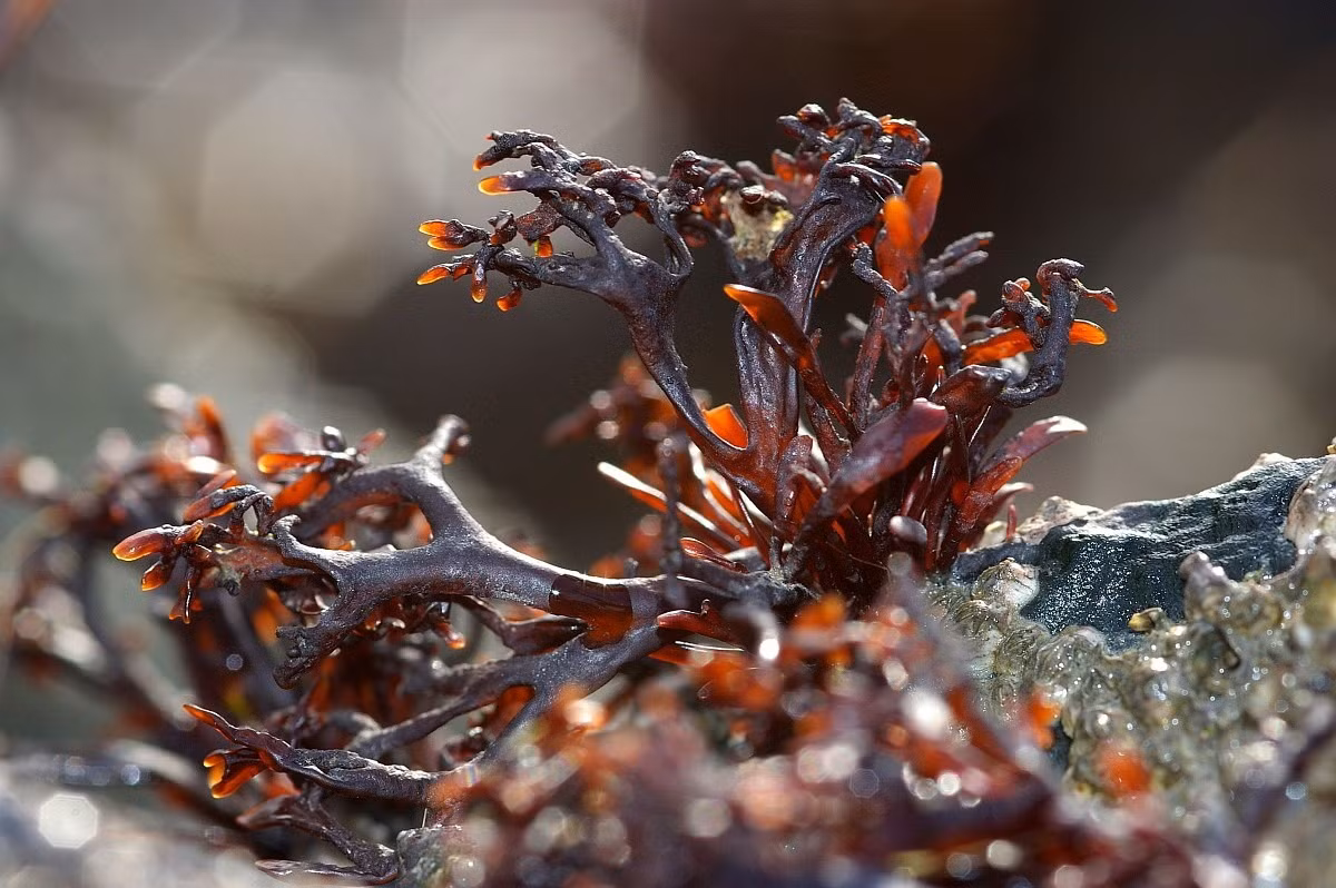Tảo Mastocarpus stellatus dài 17 cm, phân bố ở Bắc Đại Tây Dương. Loài tảo này có những gai sinh dục thấy được bằng mắt thường, là các thể sinh sản nằm trên lá lược.