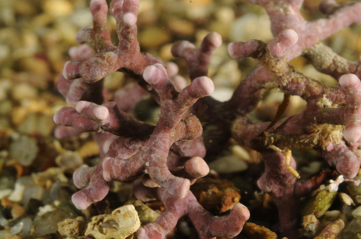 Tảo Maerl (Phymatolithon calcareum) dài 7 cm, xuất hiện nhiều quanh khu vực quần đảo Anh. Thường kết vỏ trên san hô, chúng bị nạo vét để nghiền nhỏ làm chất phụ gia giàu can-xi cho đất.