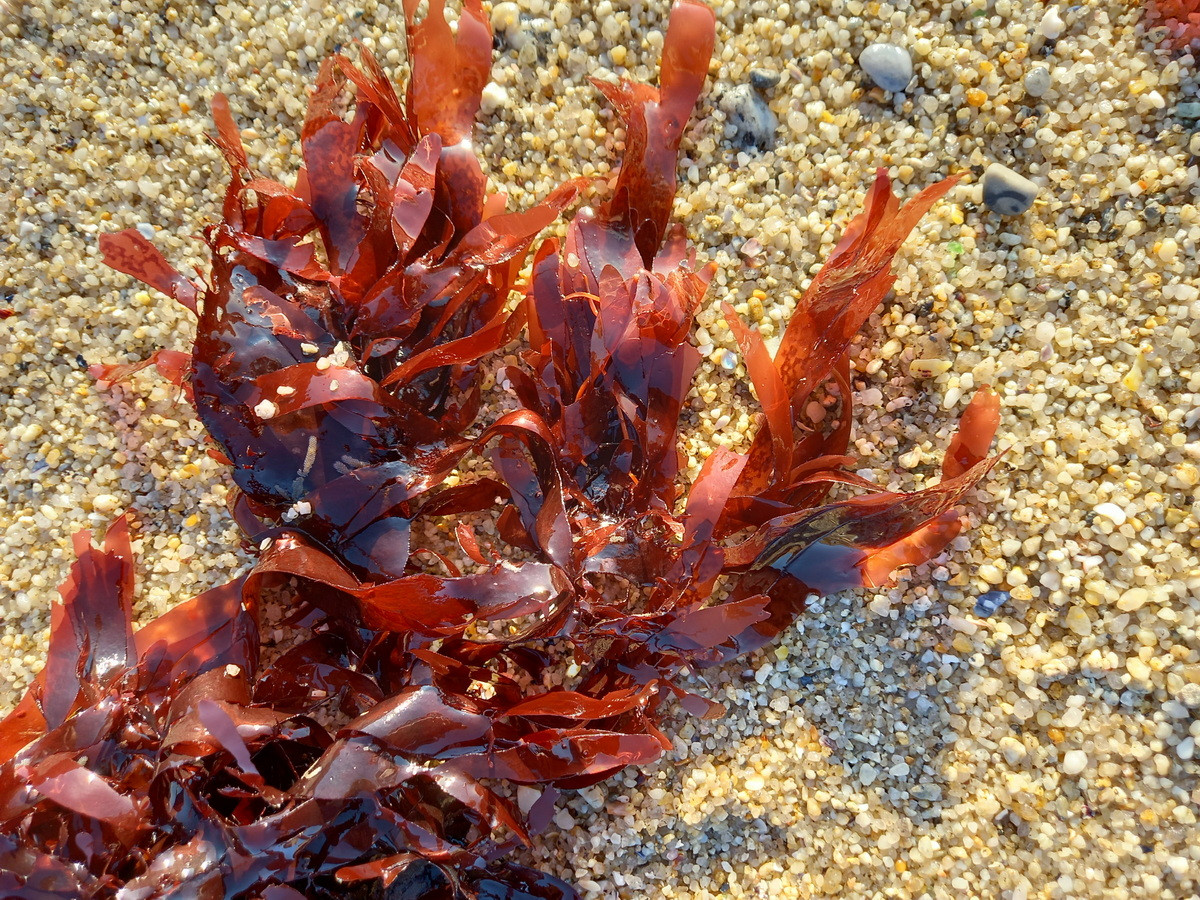 Tảo Dulse (Palmaria palmata) dài 50 cm, phân bố ở Bắc Thái Bình Dương và Đại Tây Dương. Loài tảo đỏ này là thực phẩm quan trọng ở Bắc Âu, là nguồn cung cấp chất xơ và vitamin cho cộng đồng cư dân trong nhiều thế kỷ qua.