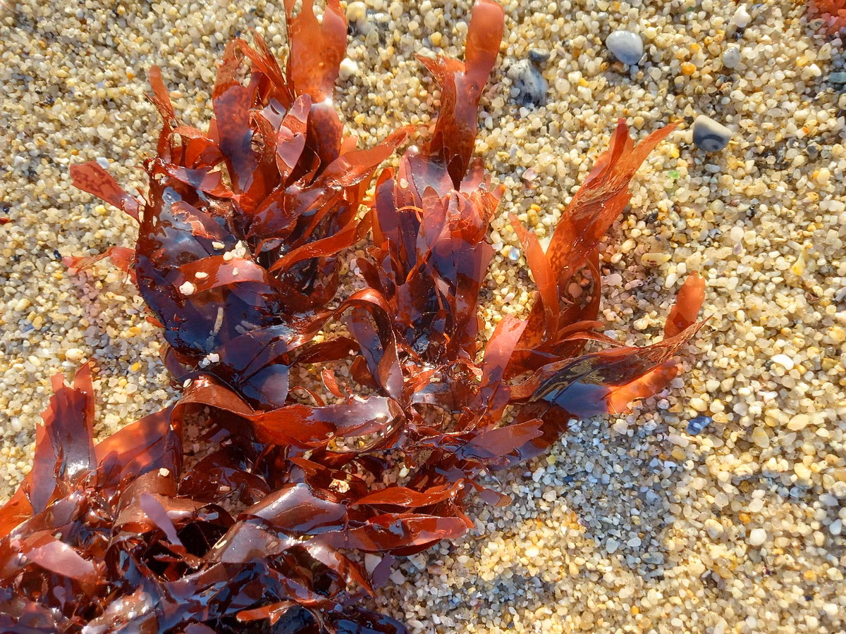 Tảo Dulse (Palmaria palmata) dài 50 cm, phân bố ở Bắc Thái Bình Dương và Đại Tây Dương. Loài tảo đỏ này là thực phẩm quan trọng ở Bắc Âu, là nguồn cung cấp chất xơ và vitamin cho cộng đồng cư dân trong nhiều thế kỷ qua.