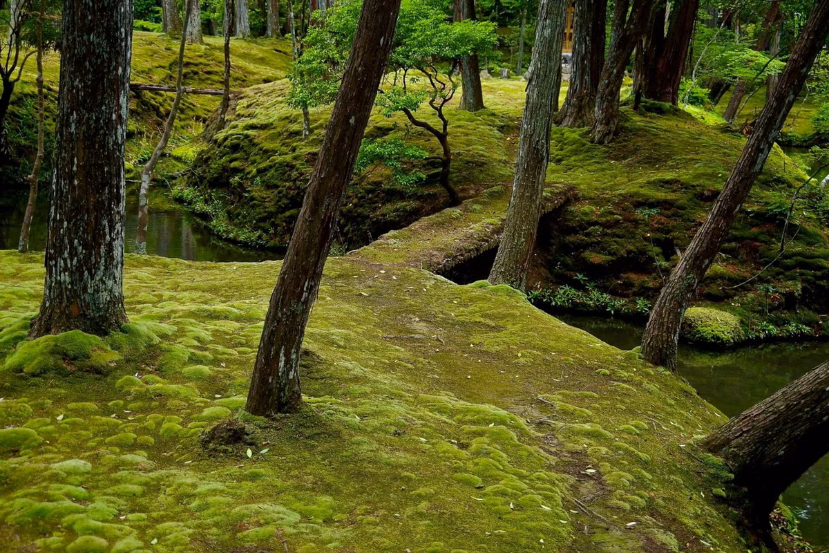 Chùa Saiho-ji (Tây Phương Tự) được sư Gyoki xây dựng vào thời kỳ Nara (710 -794). Chùa đã được xây lại nhiều lần sau khi bị tàn phá trong chiến tranh Onin và các trận lụt. Ngôi chùa thờ Phật A Di Đã này nổi tiếng với khu vườn rêu với hơn 120 loài rêu tạo thành tấm thảm xanh quyến rũ với nhiều sắc thái tinh tế. Ảnh: Japan Travel.