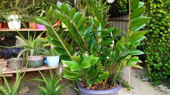 6 loai cay trong vua loc khi vua chieu tai hut loc, rat dang mua