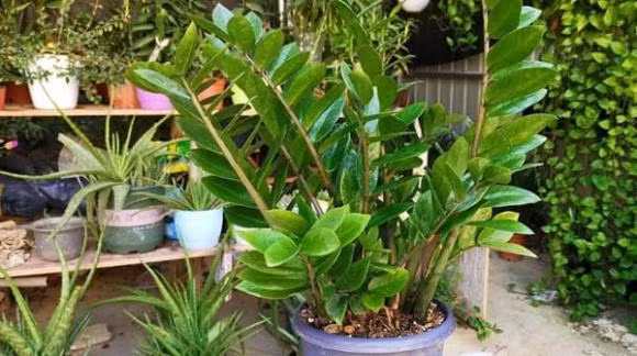 6 loai cay trong vua loc khi vua chieu tai hut loc, rat dang mua