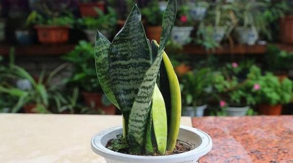 6 loai cay trong vua loc khi vua chieu tai hut loc, rat dang mua-Hinh-5