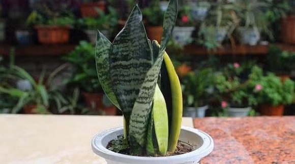 6 loai cay trong vua loc khi vua chieu tai hut loc, rat dang mua-Hinh-5