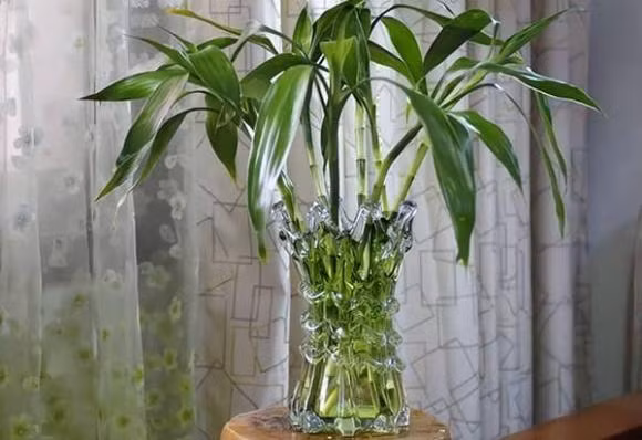 6 loai cay trong vua loc khi vua chieu tai hut loc, rat dang mua-Hinh-2