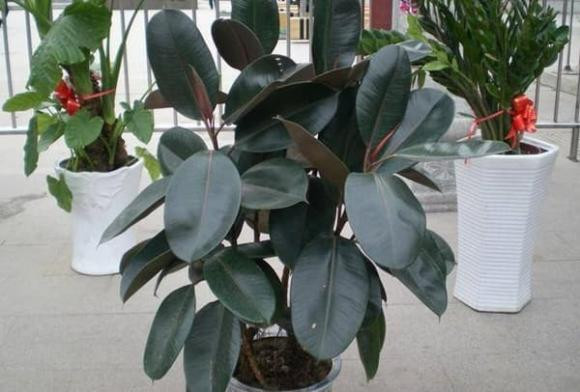 6 loai cay trong vua loc khi vua chieu tai hut loc, rat dang mua-Hinh-3