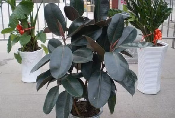 6 loai cay trong vua loc khi vua chieu tai hut loc, rat dang mua-Hinh-3