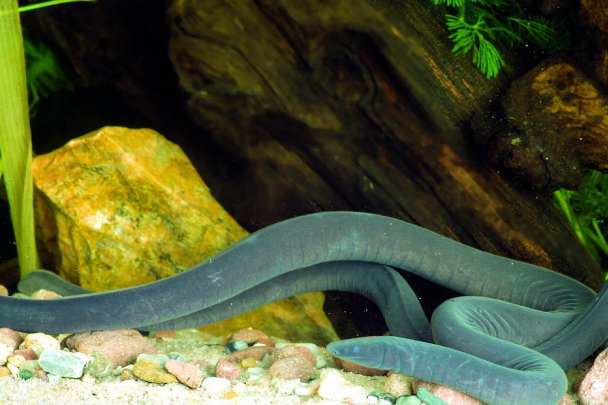 Ếch giun Cayenne (Typhlonectes compressicauda) dài 30-55 cm, được tìm thấy ở vùng Amazon thuộc Brazil, Peru, Colombia, Guyana và Guiana thuộc Pháp. Đây là loài thủy sinh, cư trú ở ở các sông và đầm lầy. Đôi khi người ta thấy chúng được nuôi trong các bể cảnh.